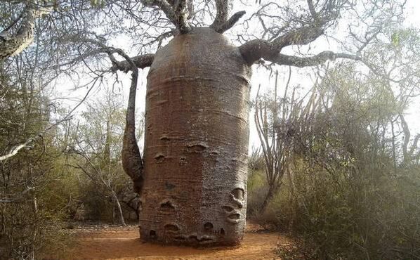 Trunk di albero spesso come imitazione di un aumento dello spessore del pene